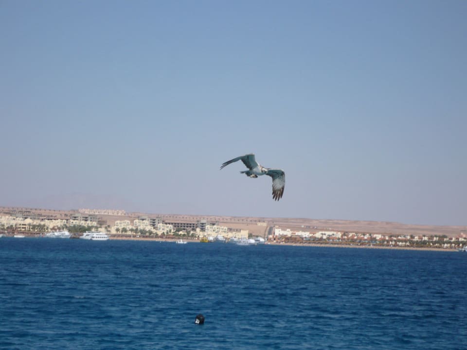 Вид с пирса Stella Garden Resort & Spa, Makadi Bay