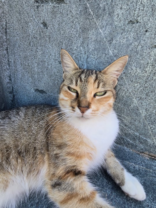 Sonstiges Dizalya Palm Garden