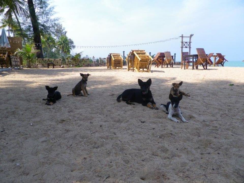 Hunde am Strand The Andamania Beach Resort & Spa