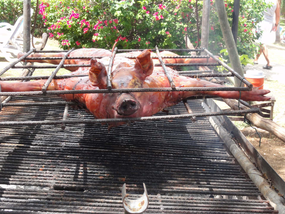 Armes Schwein Blau varadero - Adults only