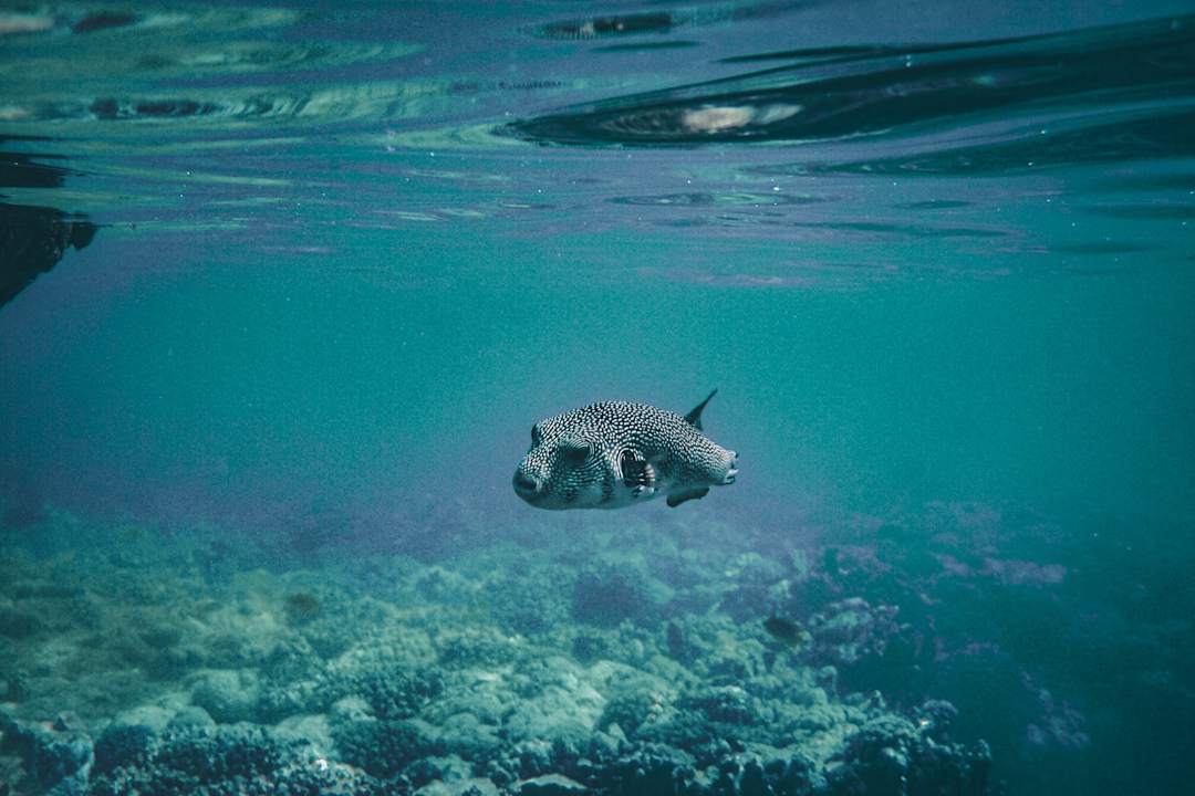 Strand Steigenberger Coraya Beach - Adults only