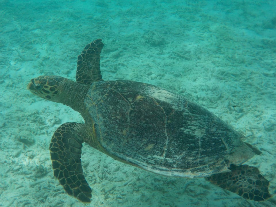 Schildkröte Komandoo Island Resort & Spa - Adults only