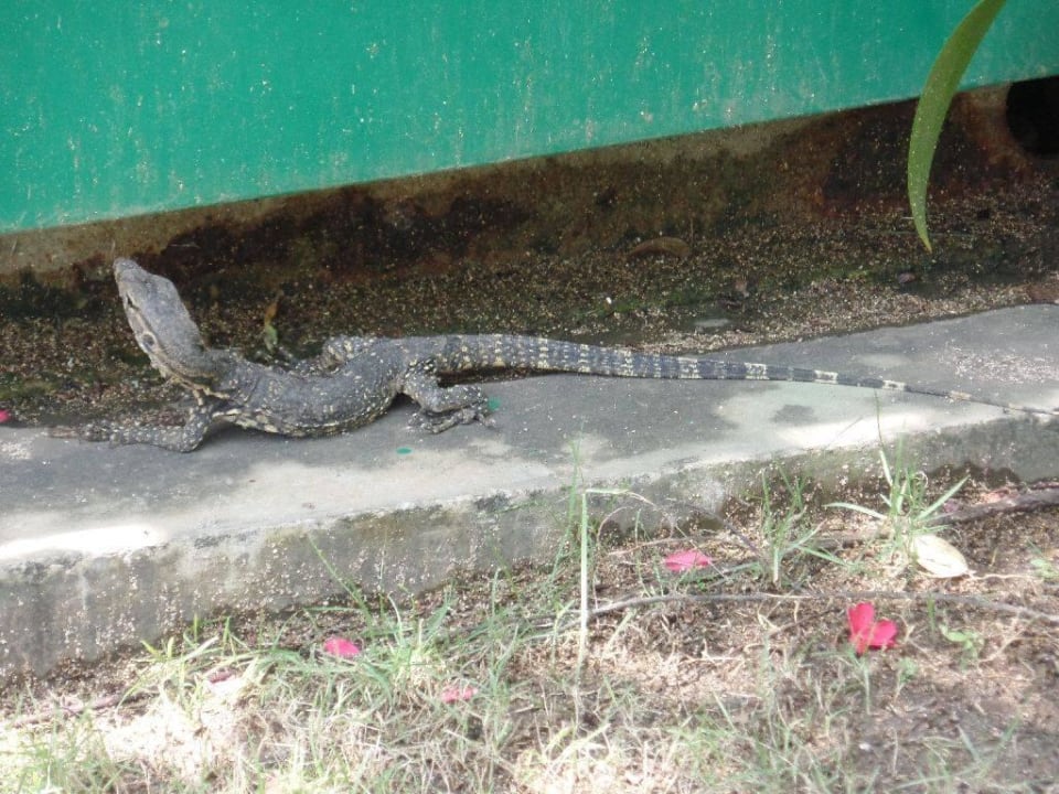 Tierischer Besucher The Laguna A Luxury Collection Resort & Spa