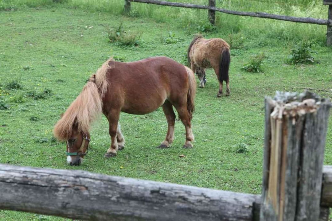 Ponys im Huberhof Huberhof
