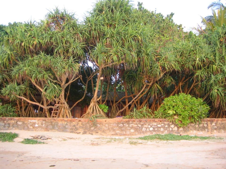 Blick aufs Resort vom Strand aus Hotel Barberyn Reef Ayurveda Resort