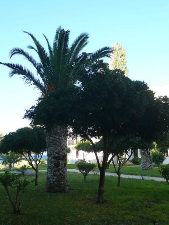 Blick von der Terrasse TUI BLUE Oceanis Beach and Spa Resort