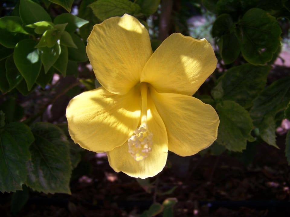 Hibiskus Ghazala Beach