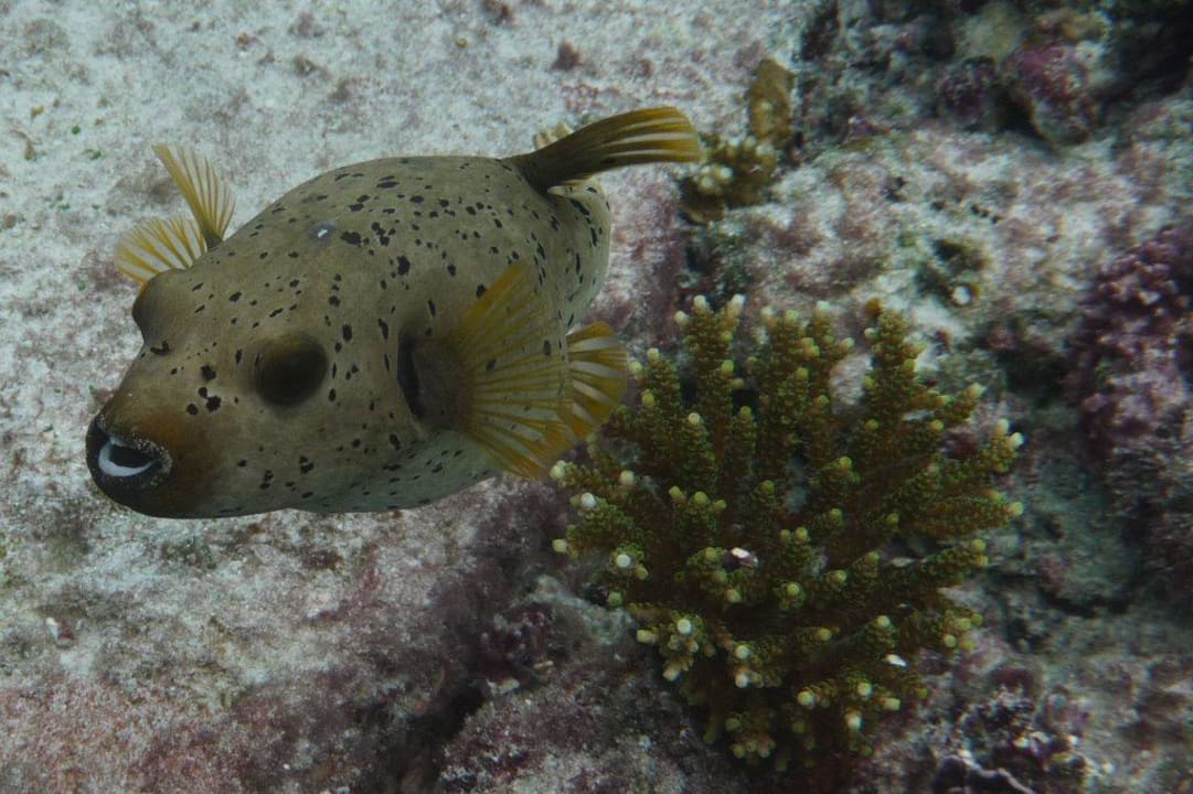 Unterwasserwelt - Kugelfisch Angaga Island Resort