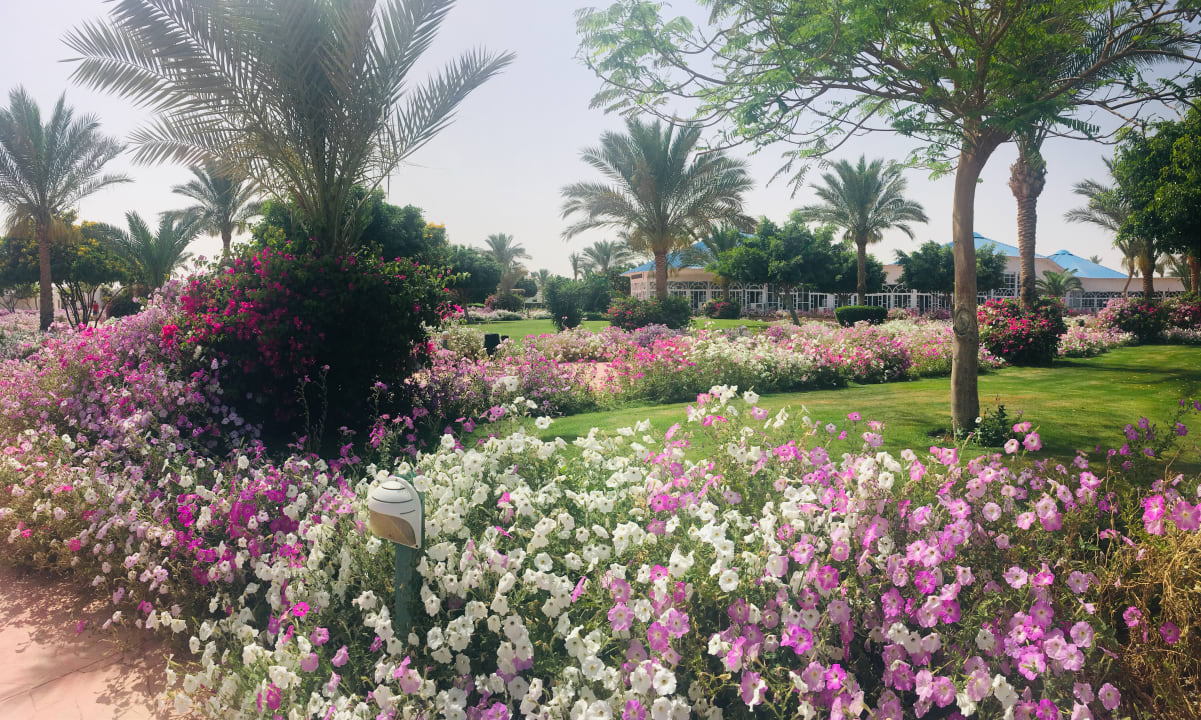 Gartenanlage Desert Rose