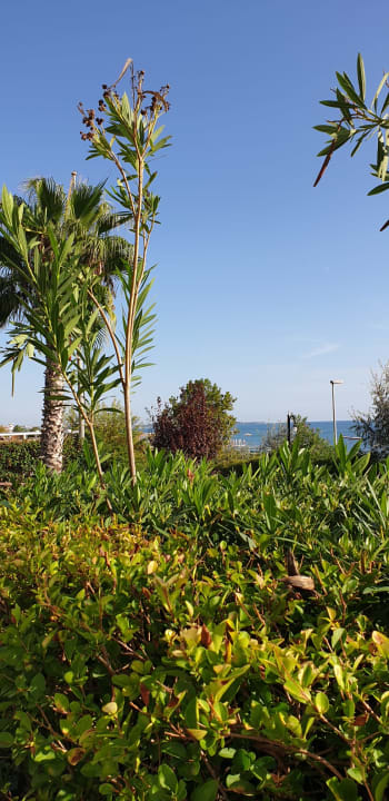 Gartenanlage Club Sidelya Hotel