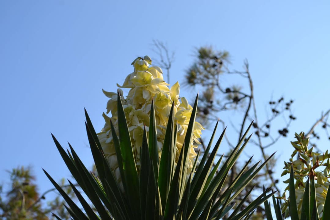 Wygląd zewnętrzny hotelu Hotel Kalithea Horizon Royal