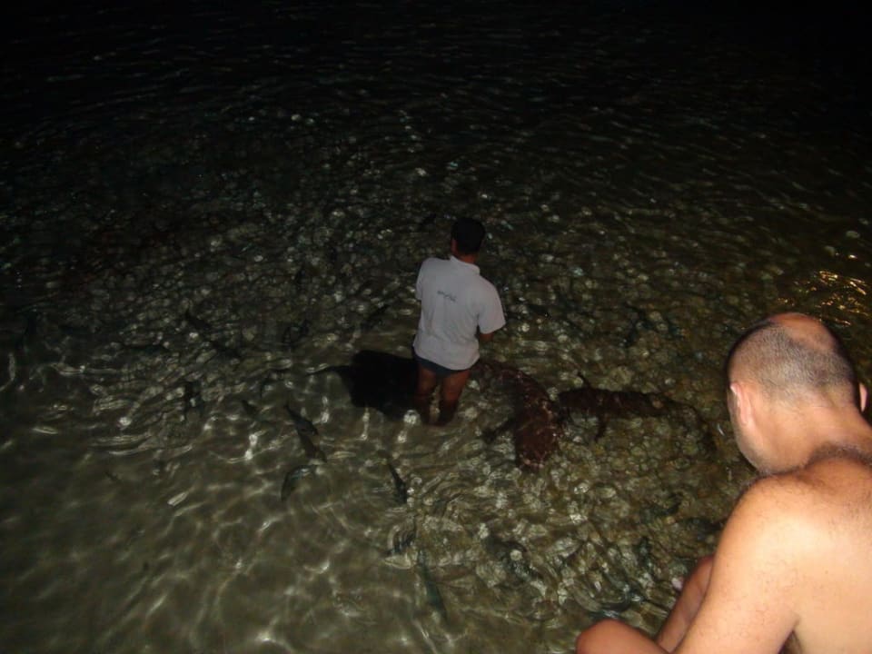 Hai-Fütterung Madoogali Resort