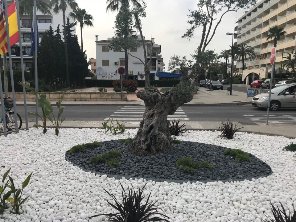 Sonstiges Alcudia Garden Aparthotel