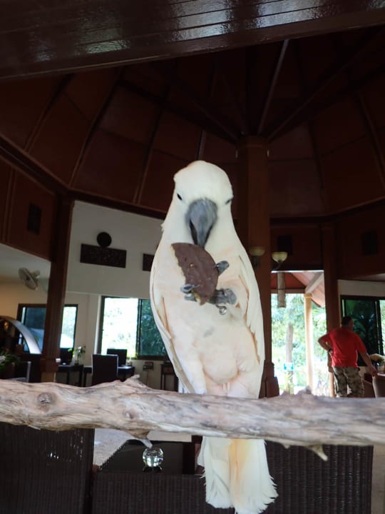 Hotelmaskottchen Namens Mok Pinnacle Samui Resort