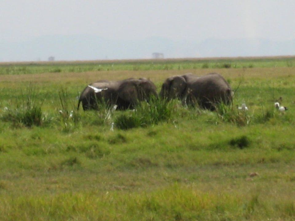 Herde ziehen am Ol Tukai vorbei Ol Tukai Lodge