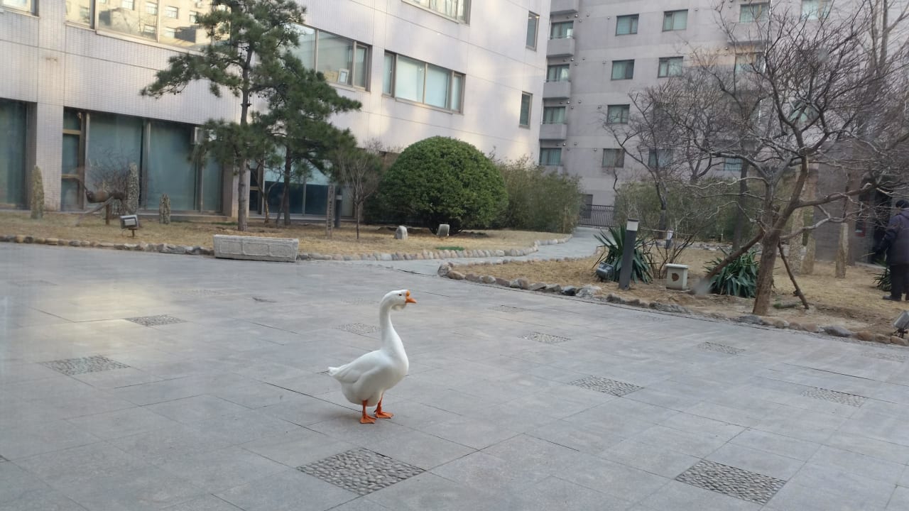 Garten, vom Frühstücksraum fotografiert Hotel New Otani Chang Fu Gong