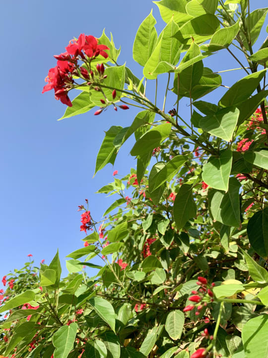 Gartenanlage Cleopatra Luxury Beach Resort Makadi Bay - Adults only