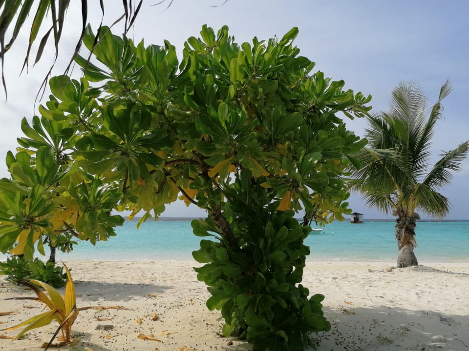 Strand Adaaran Select Meedhupparu Island Resort - Premium All Inclusive