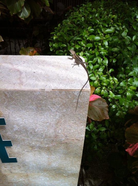 Eidechse Baros Maldives Resort