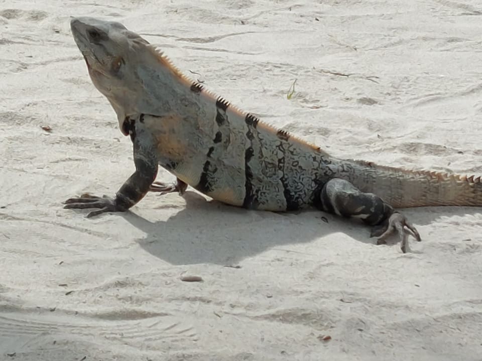 Gartenanlage Akumal Bay Beach & Wellness Resort