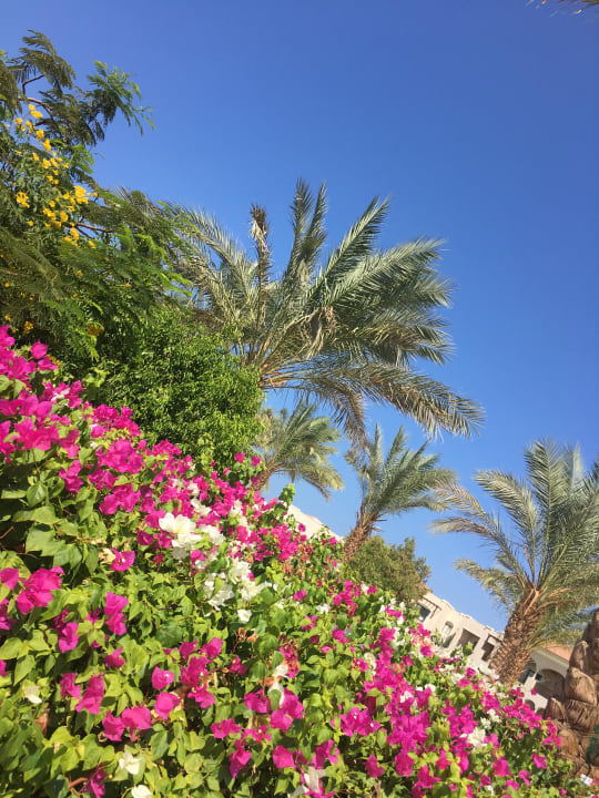 Gartenanlage JAZ Aquamarine Resort