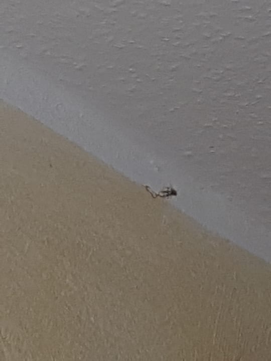 Zimmer Landhaus Wiesemann - Ferienwohnungen in Bestlage