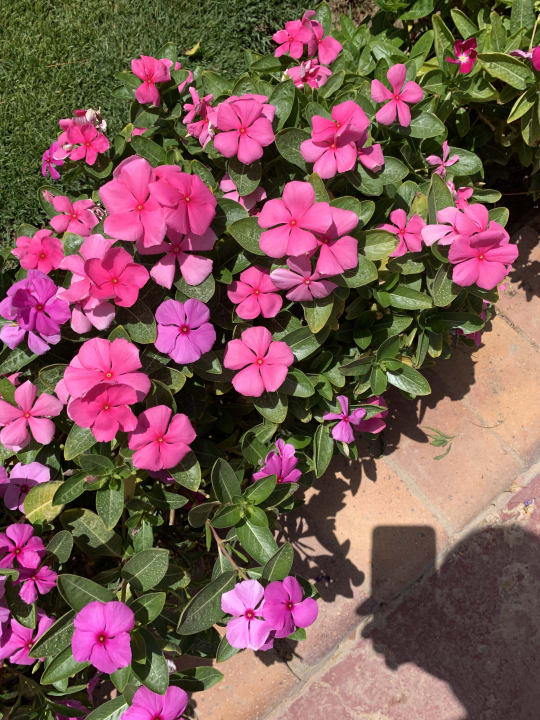 Gartenanlage Pickalbatros Jungle Aqua Park Resort - Neverland Hurghada