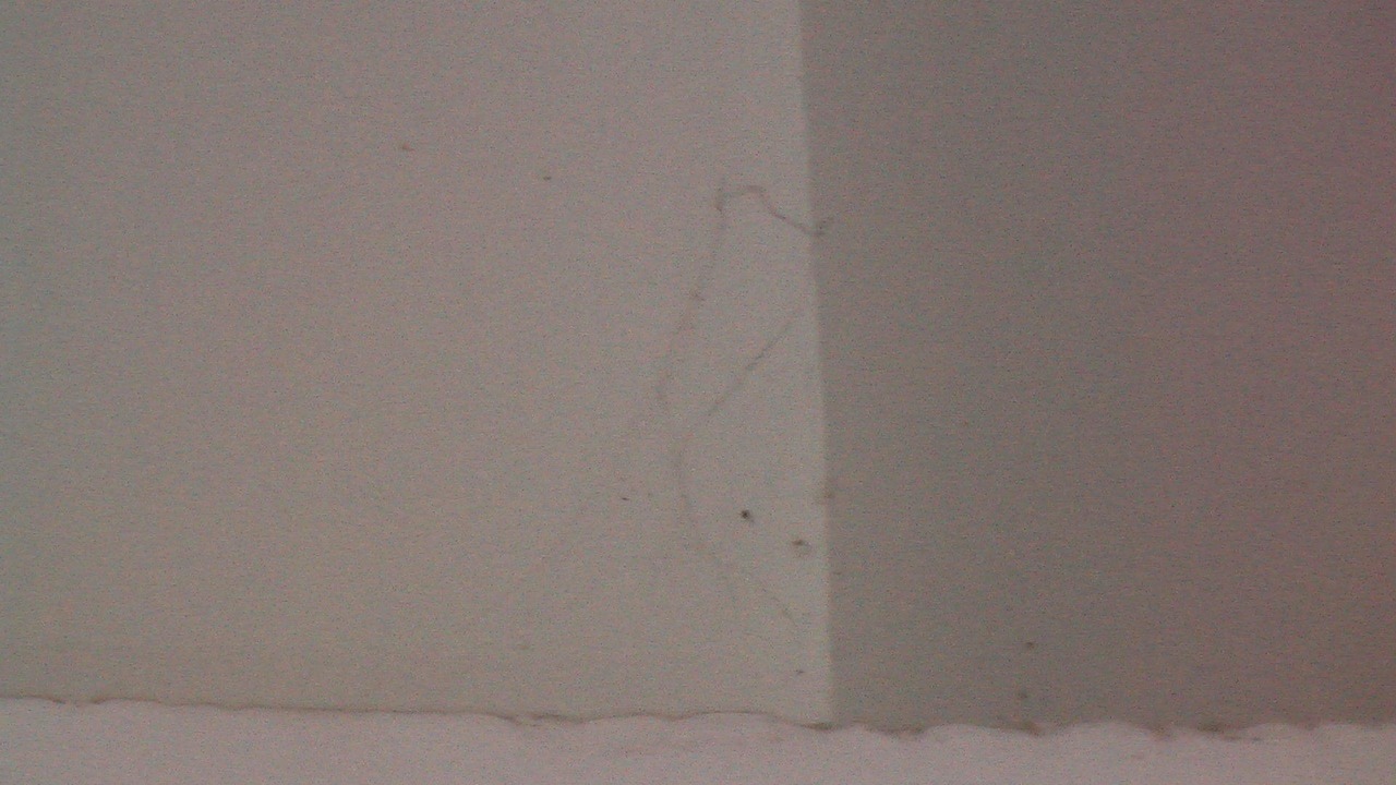 DZ wurde nicht gereinigt  Water Lily