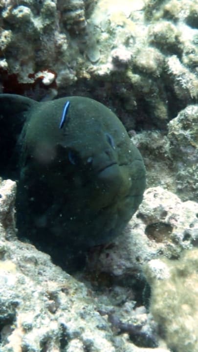 Tauchen Eri Maldives