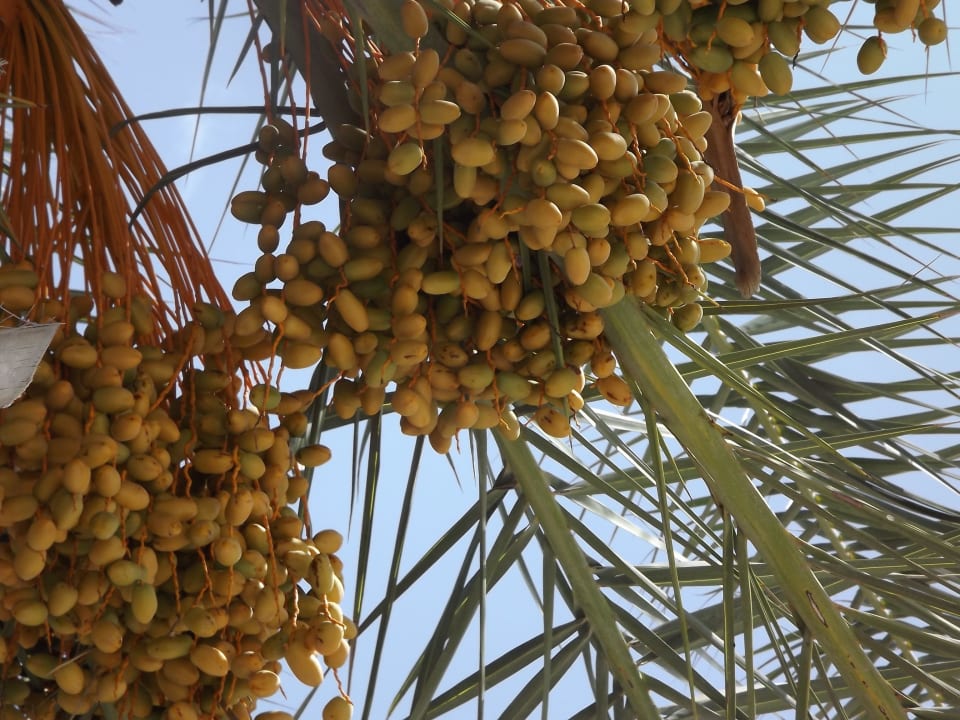 Dattelpalme Früchte Houda Golf & Beach Club