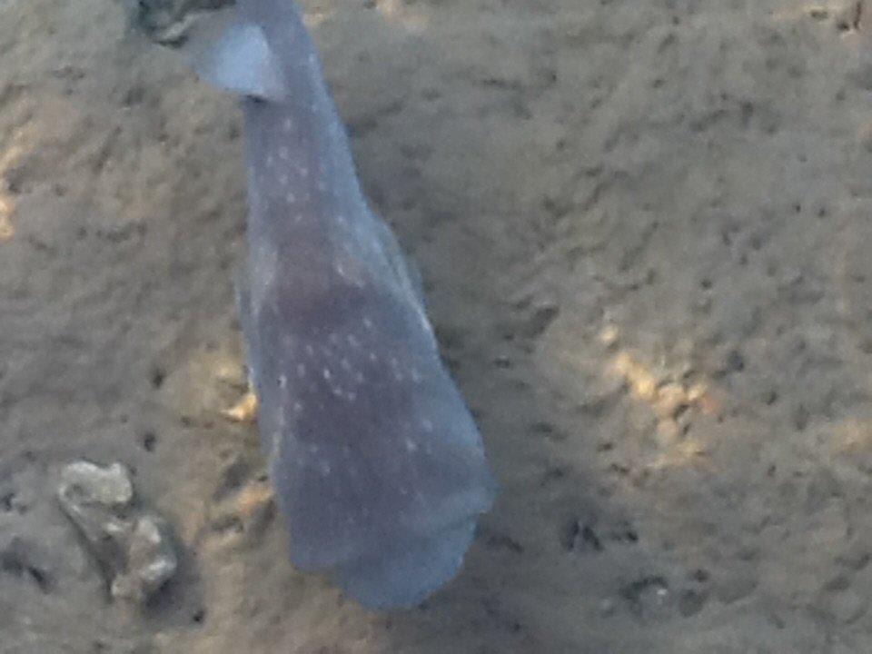 Fauna in Strandnähe Stella Garden Resort & Spa, Makadi Bay