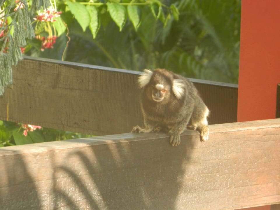 Besuch auf dem Balkon Hotel Porto Zarpa