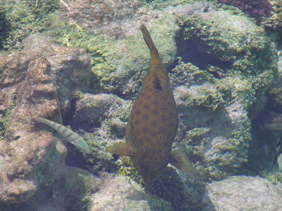 Meery Island Meeru Maldives Resort Island