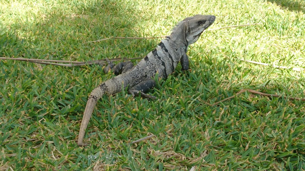 Noch ein Haustier Akumal Bay Beach & Wellness Resort