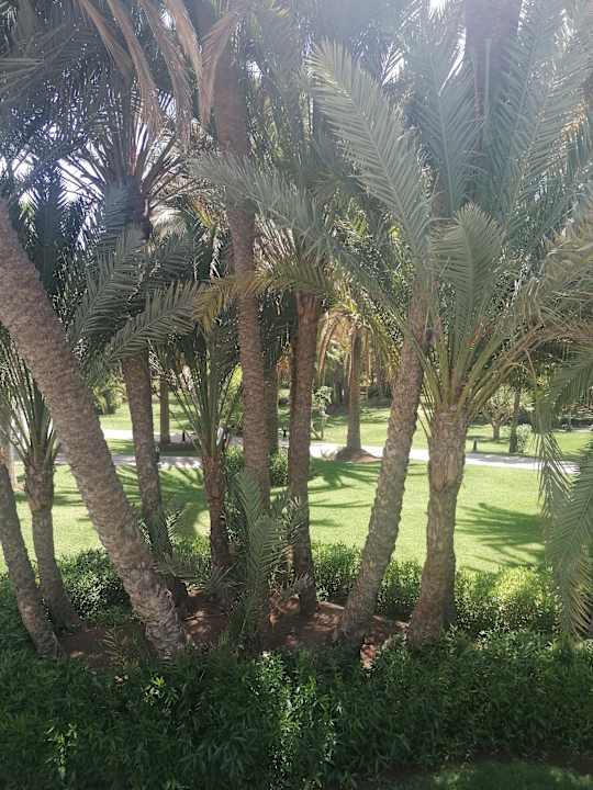 Gartenanlage Hotel Riu Palace Oasis