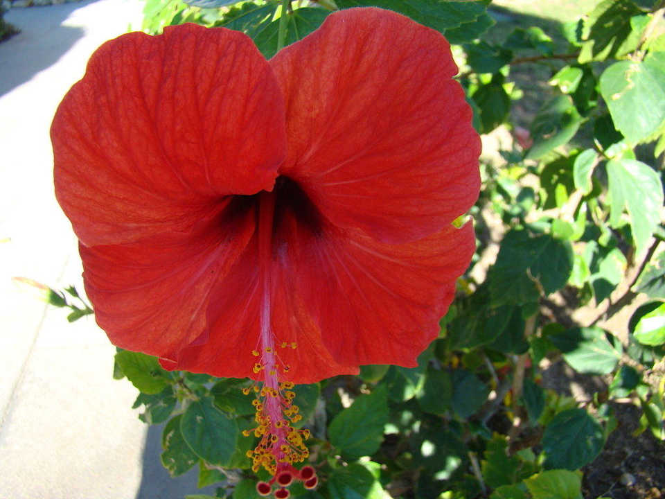 Blühende Hibiscus Selectum Family Comfort Side