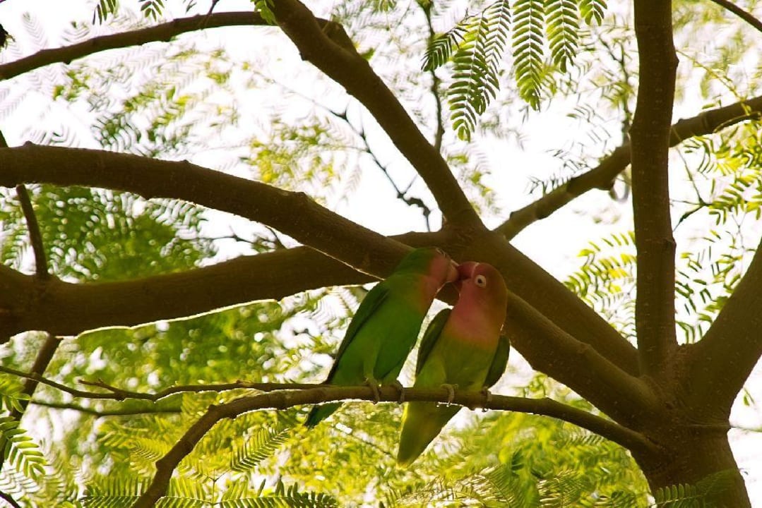 Unzertrennliche in der Gartenanlage Siva Grand Beach