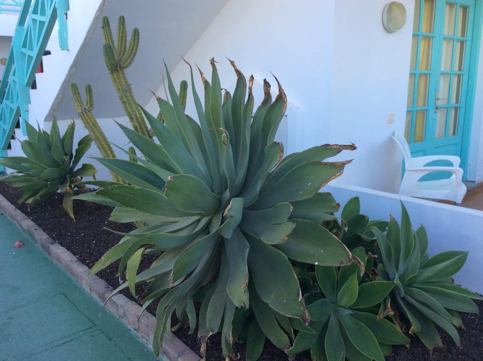 Gartenanlage Smy Tahona Fuerteventura