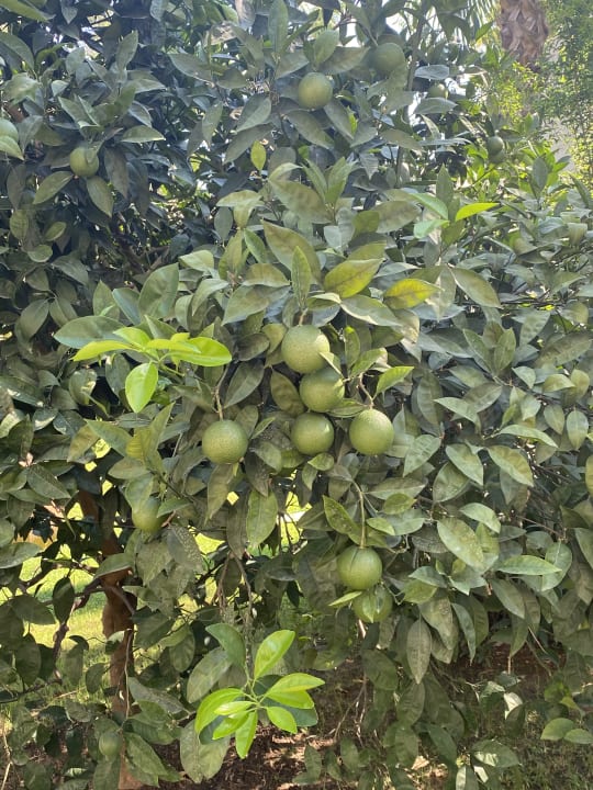 Gartenanlage Paloma Oceana