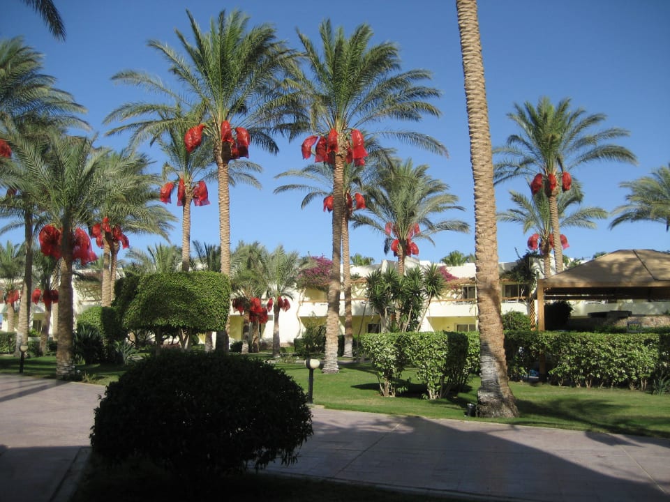 Der Blick von unserer Terrasse Palm Beach Resort