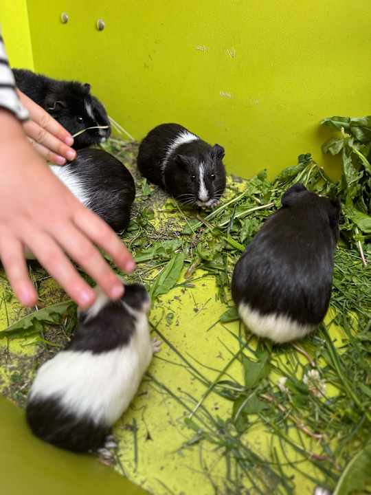 Sonstiges Kinderhotel Felben