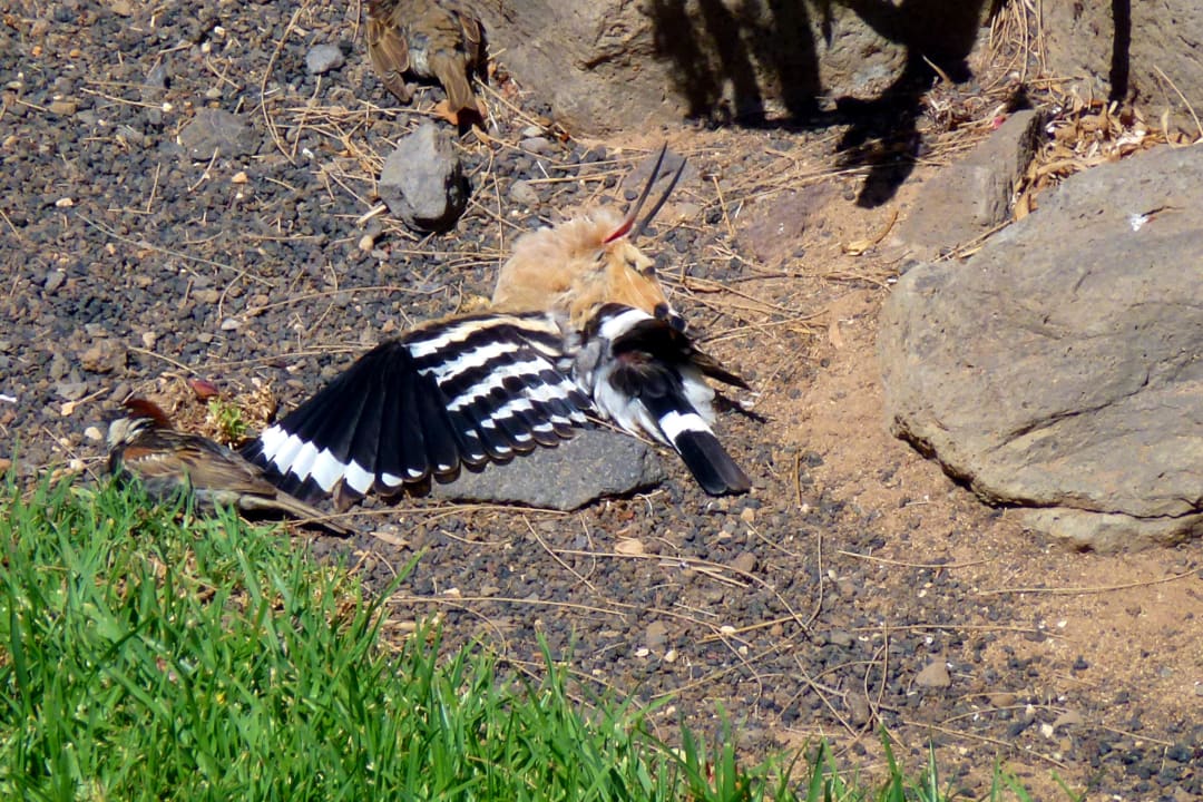 Vom Balkon Zimmer 518 allsun App.-Hotel Esquinzo Beach