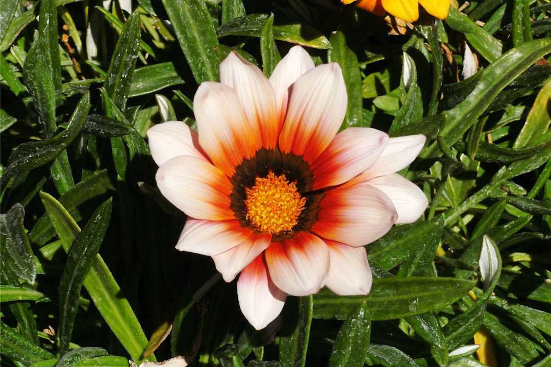 Blüte Kalahari Bush Breaks Lodge