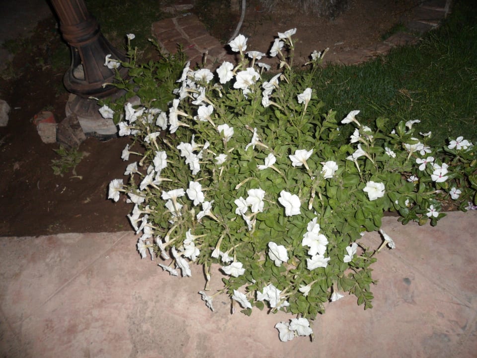 Цветочки Sentido Caribbean World Soma Bay