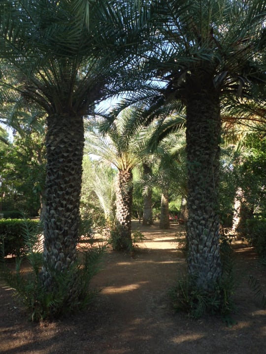 Gartenanlage Apollonia Beach Resort & Spa
