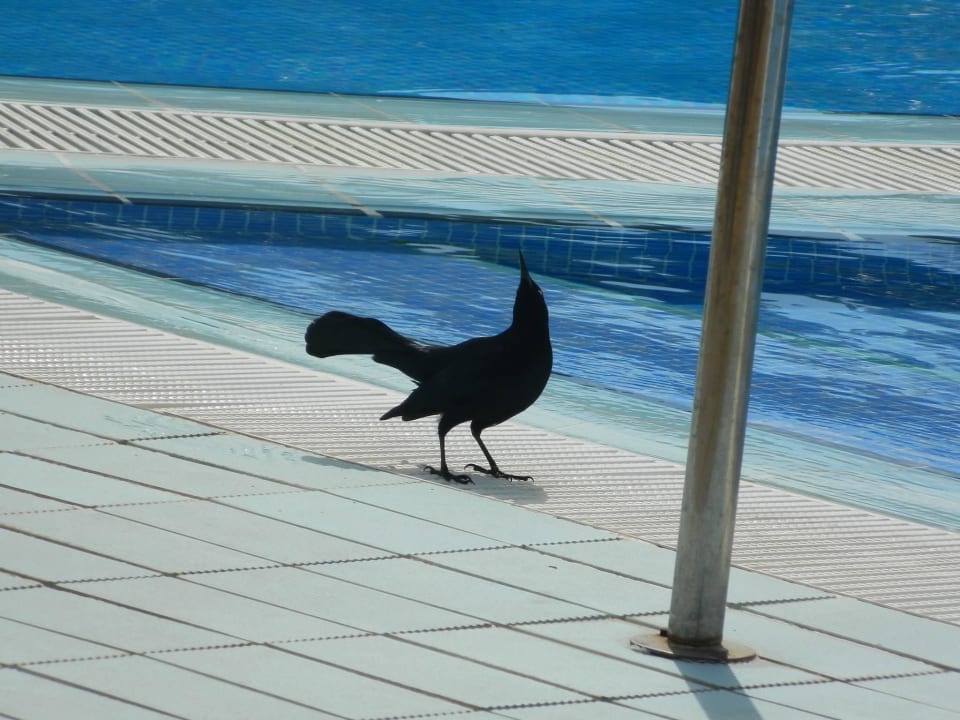 Wenige Haustiere Blau varadero - Adults only