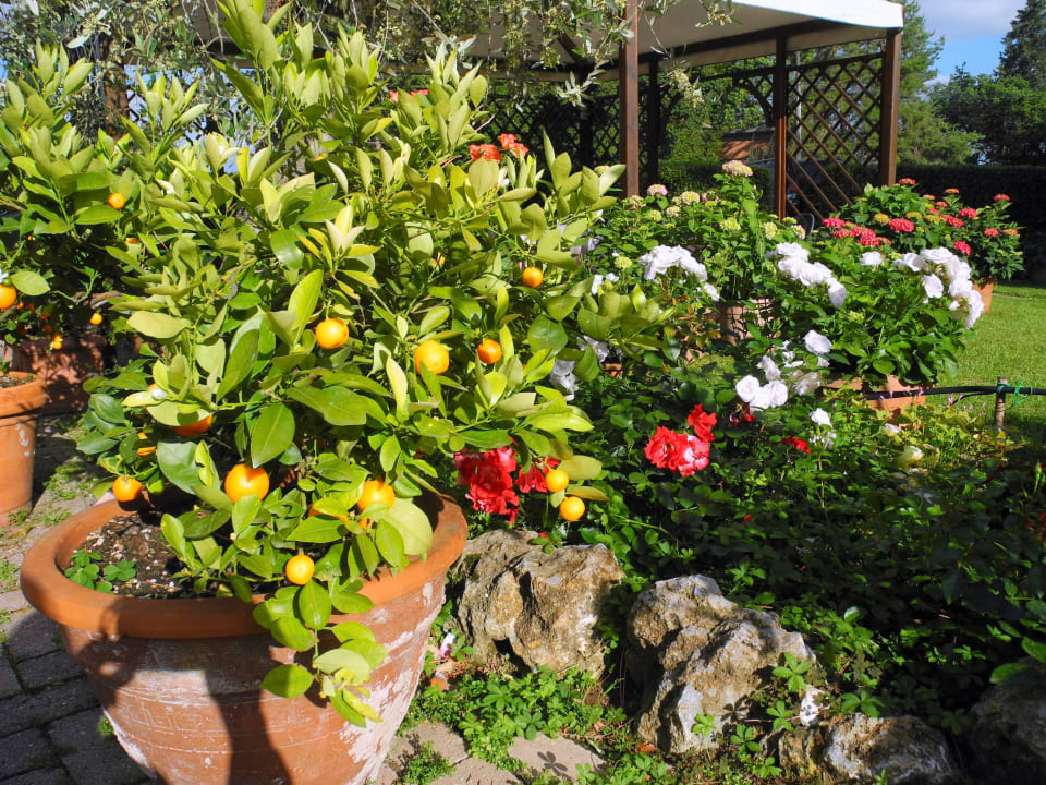 FLOWERS IN THE GARDEN Hotel Le Renaie