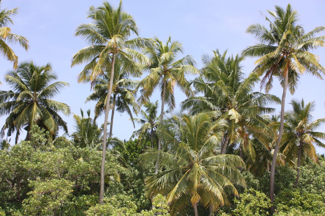 Gartenanlage Filitheyo Island Resort