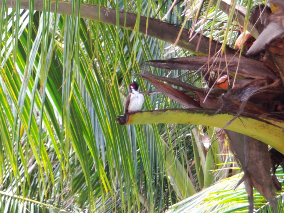 Paradiesvögel im Hotelgarten Veranda Palmar Beach Hotel