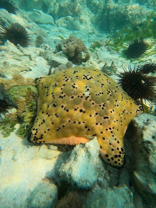 Strand Hotel Papillon Lagoon Reef
